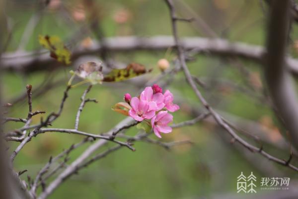 海棠反季节开花 而且花果同枝(图2)