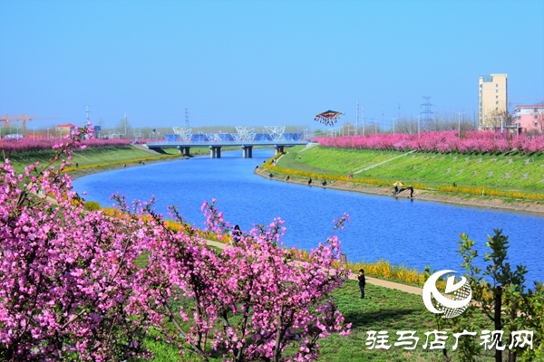 十里海棠花开 美艳春日西平(图2)