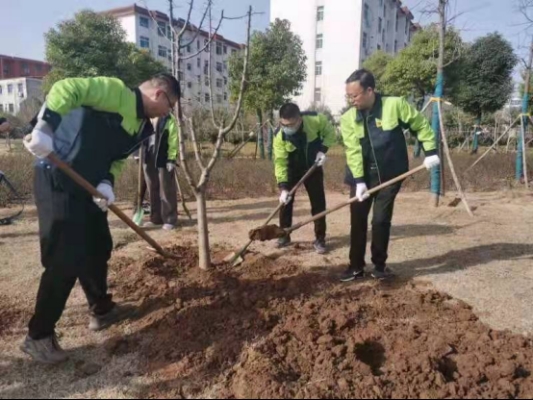 漯河：百亩游园再添百余樱花海棠树(图1)