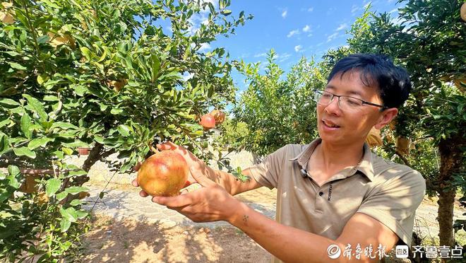 秋风起又见枣庄石榴红！峄城12万亩石榴结出“增收致富果”(图3)