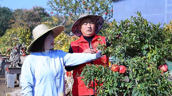 靠直播流量枣庄石榴盆栽盆景畅销全国