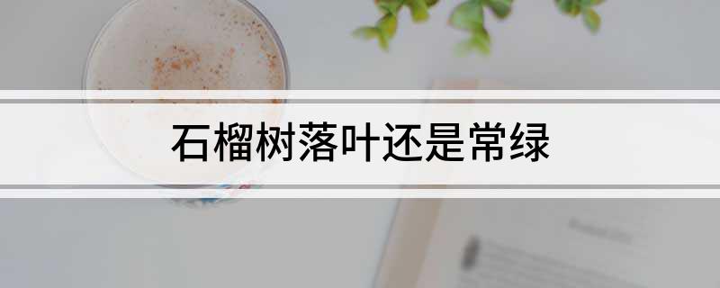 石榴树落叶还是常绿(图1)