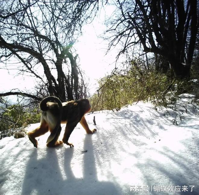 生命的奇迹与赞歌——大熊猫国家公园成都片区冬日纪实(图6)